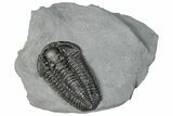 Calymene Niagarensis Trilobite Fossil - New York #295574-1